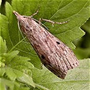batrachedra moth